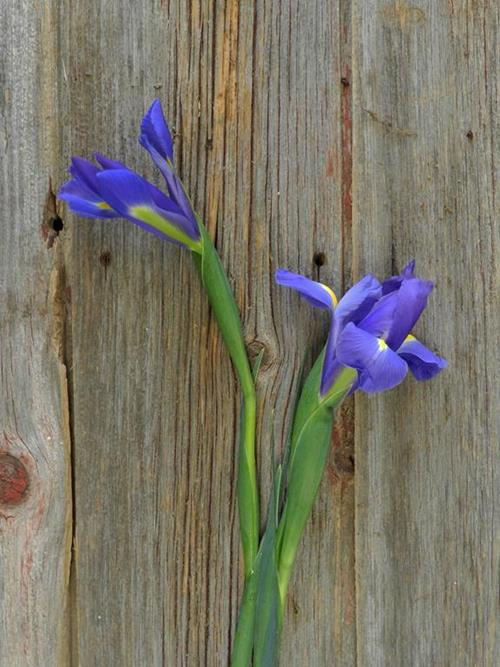 BLUE IRIS